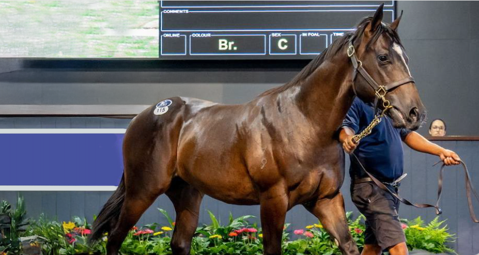 Supporting Digestive Efficiency in Yearlings: Preparing for Sales