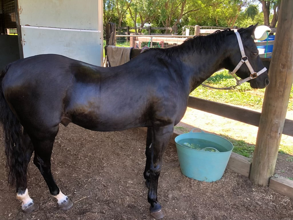 Case Study: Welsh Pony with Insulin Dysregulation & Recurrent Laminitis