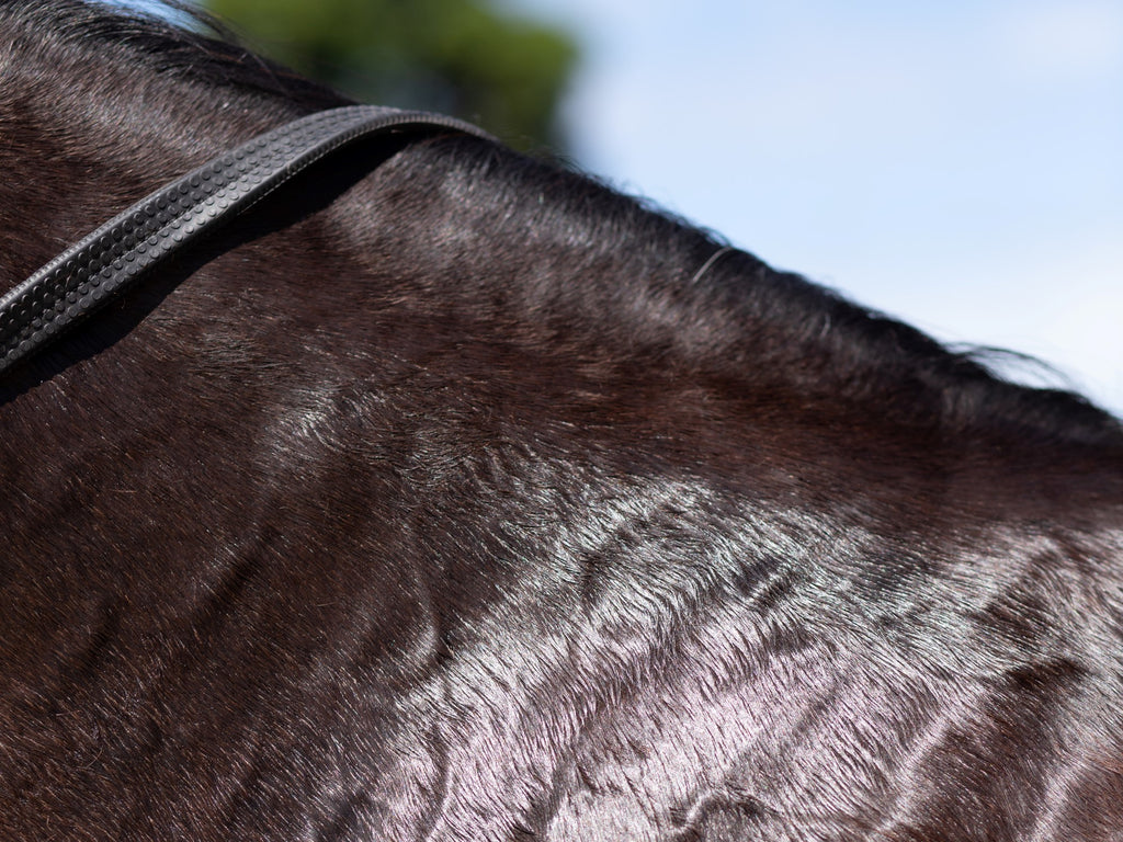 Webinar: Understanding Stress In Horses