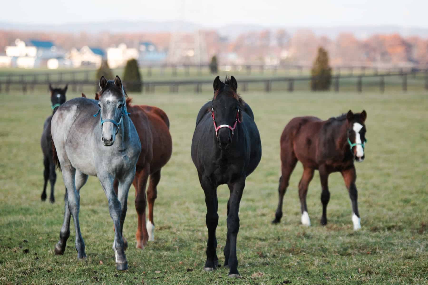 Weaning Is Likely The Most Stressful Event Of A Horses Life