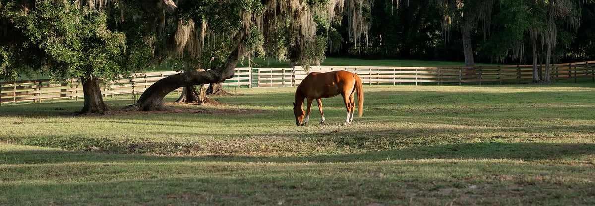Feeding to Reduce the Risk of Colic in Horses