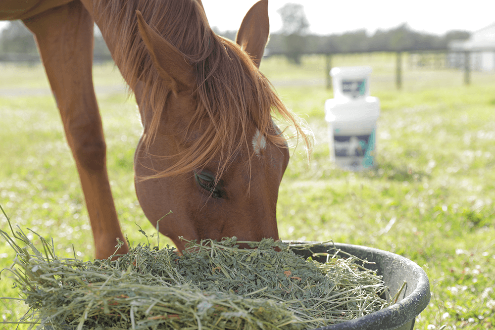 No More Winter Feeding Woes! Supporting your horse’s health in winter