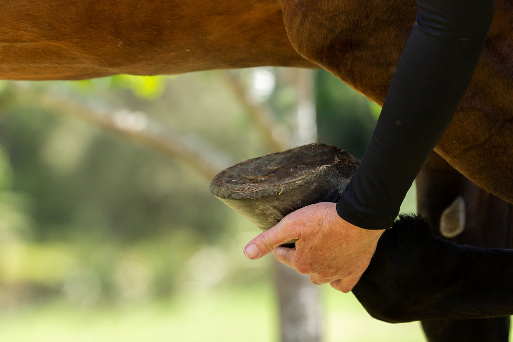Harnessing the Power of Flavonoids for Laminitic Horses