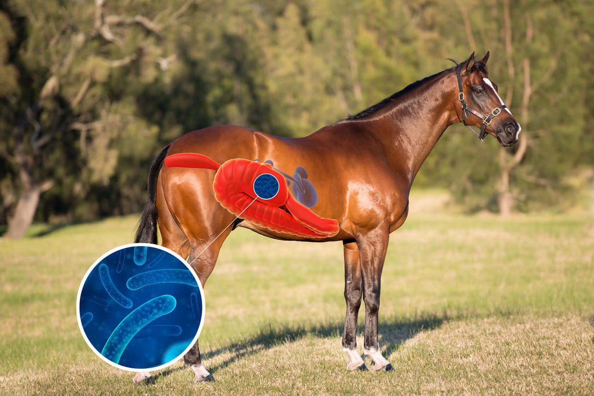 Equine Gut Health What's the big deal? Horses Digestion & Nutrition