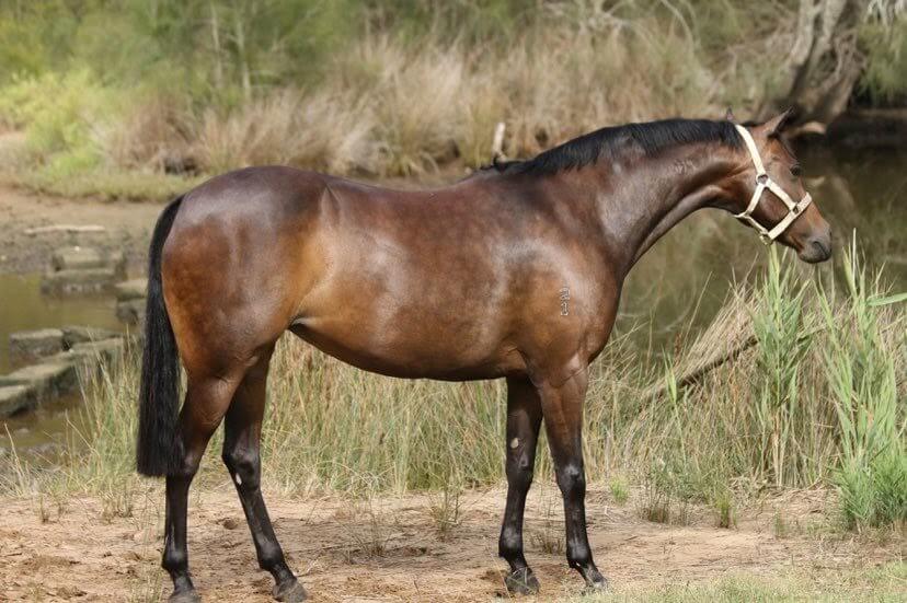 Top 7 Tips For Horse's Weight Loss With Gut Health In Mind
