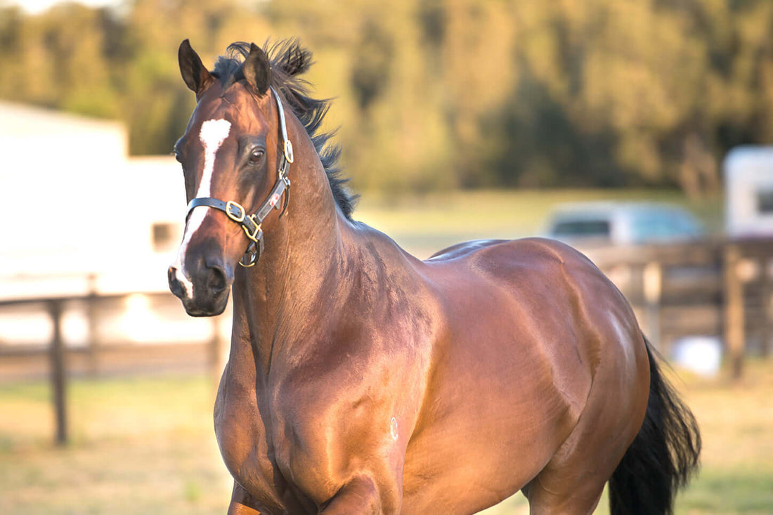 Your horse appears calm, so must not be stressed, right? Think again.