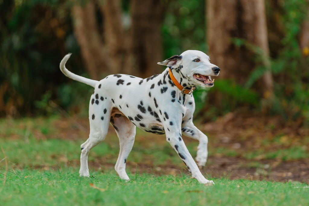 The Crucial Link Between Gut Health and Canine Mental Well-Being