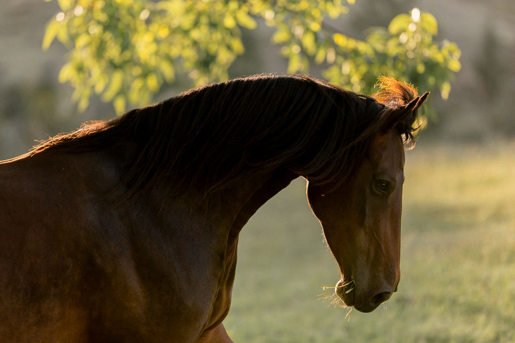 Understanding Ulcers in Horses & Insights on how to support your Horse