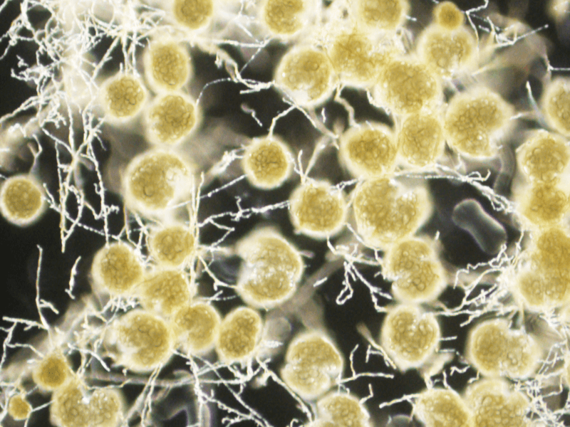 Of Fibre and Fungi: Promoting Gut Diversity For Your Horse, All The Way Down…