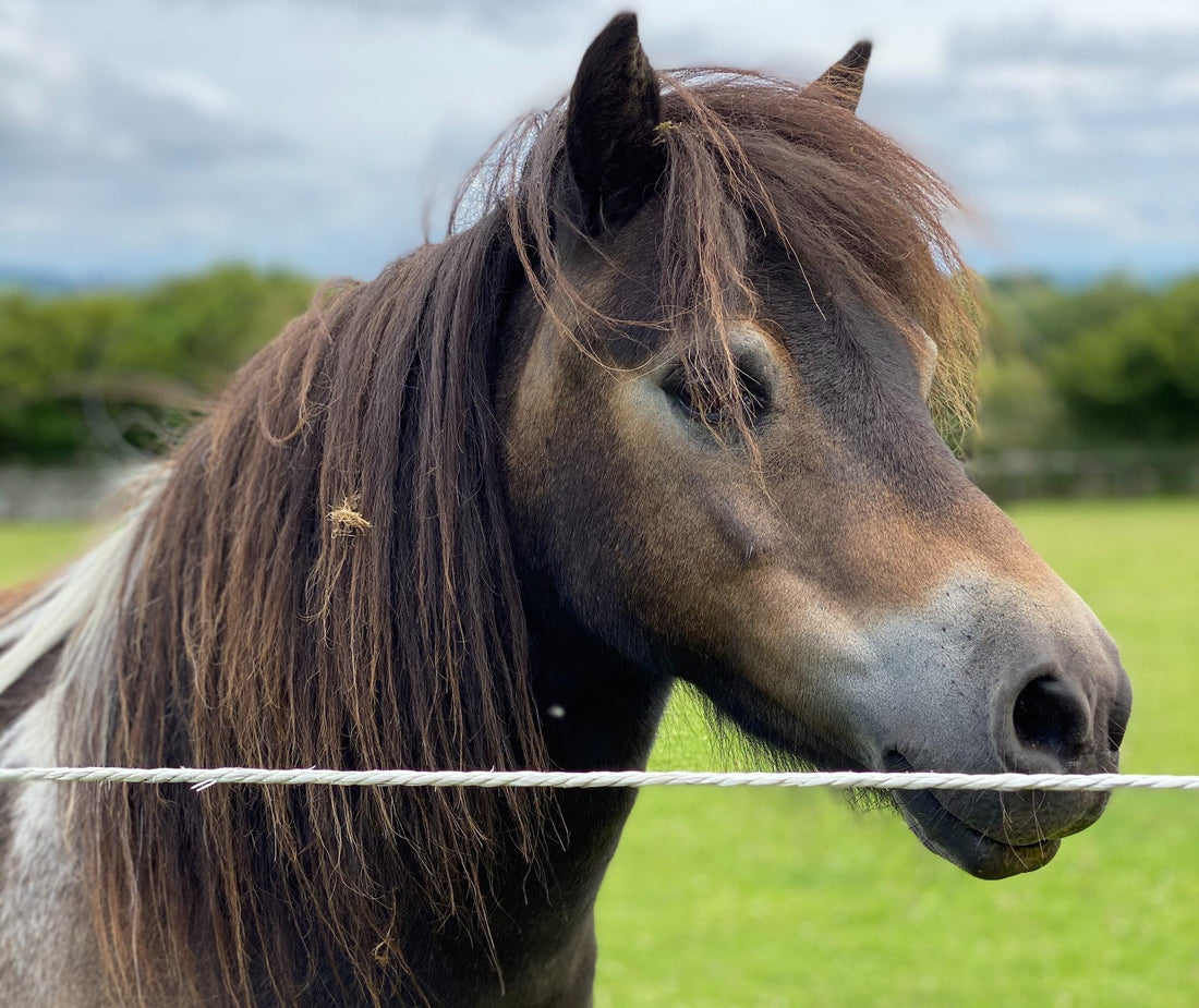 Discover the link between fatty lumps, EMS & Insulin Resistance