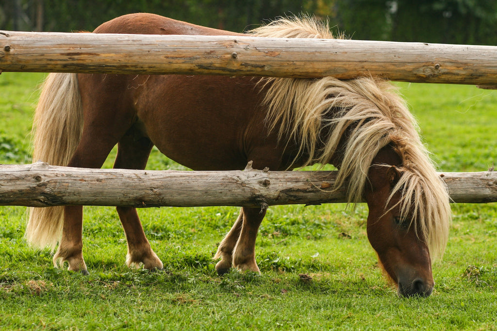 Is an Extreme Diet the best way to Manage Laminitis?