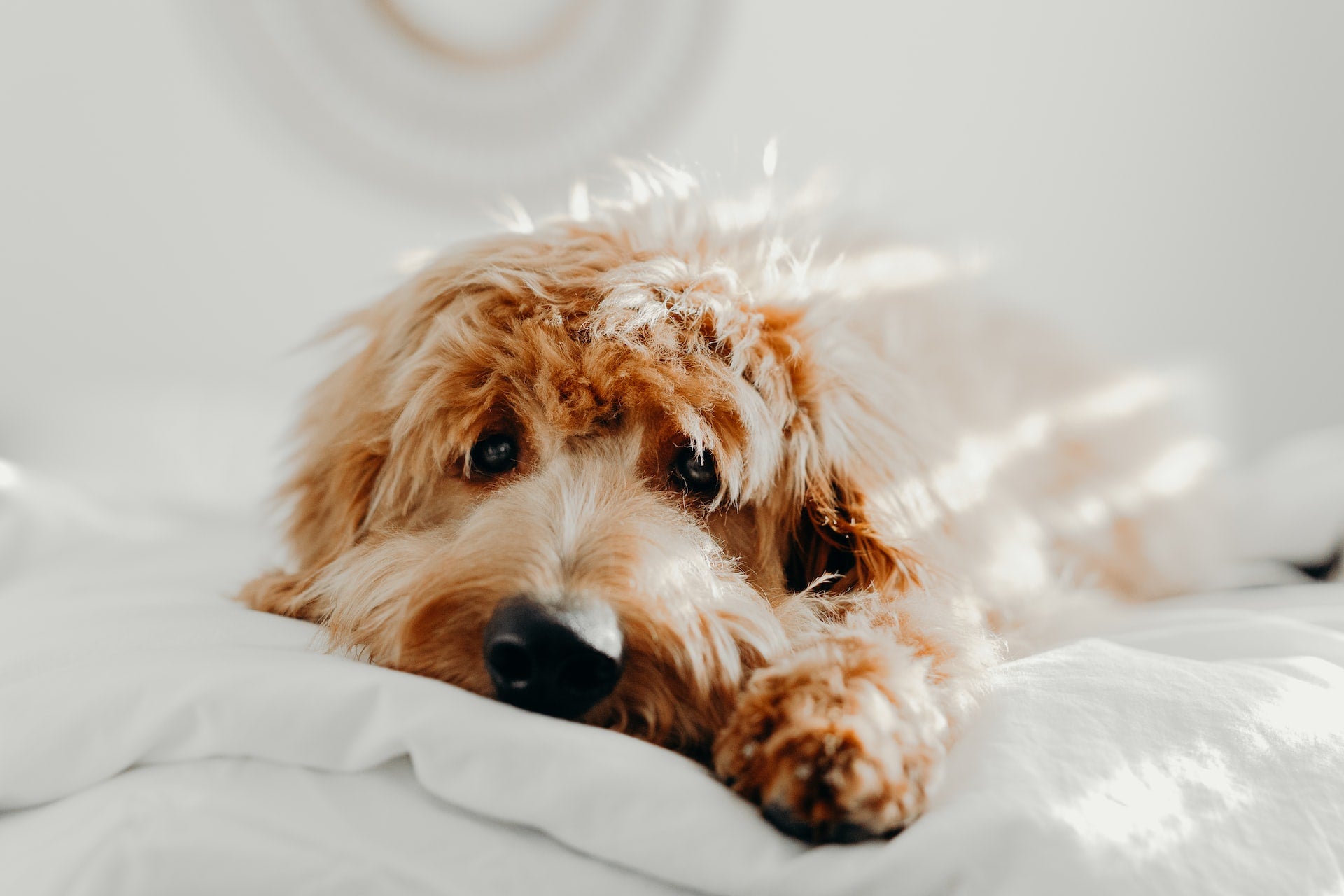 6 Tips for good gut health in dogs