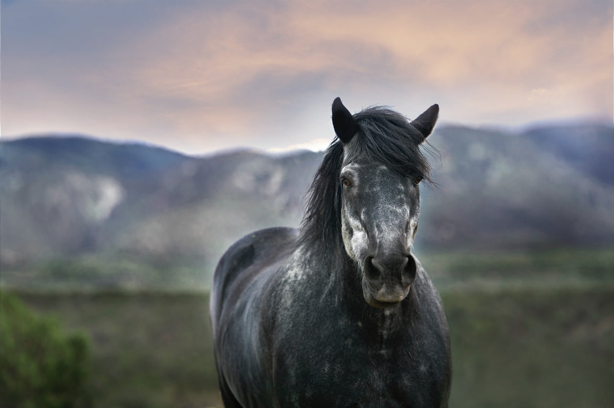 MetaboLize®: A new hope for fat, laminitic ponies – Poseidon Animal Health