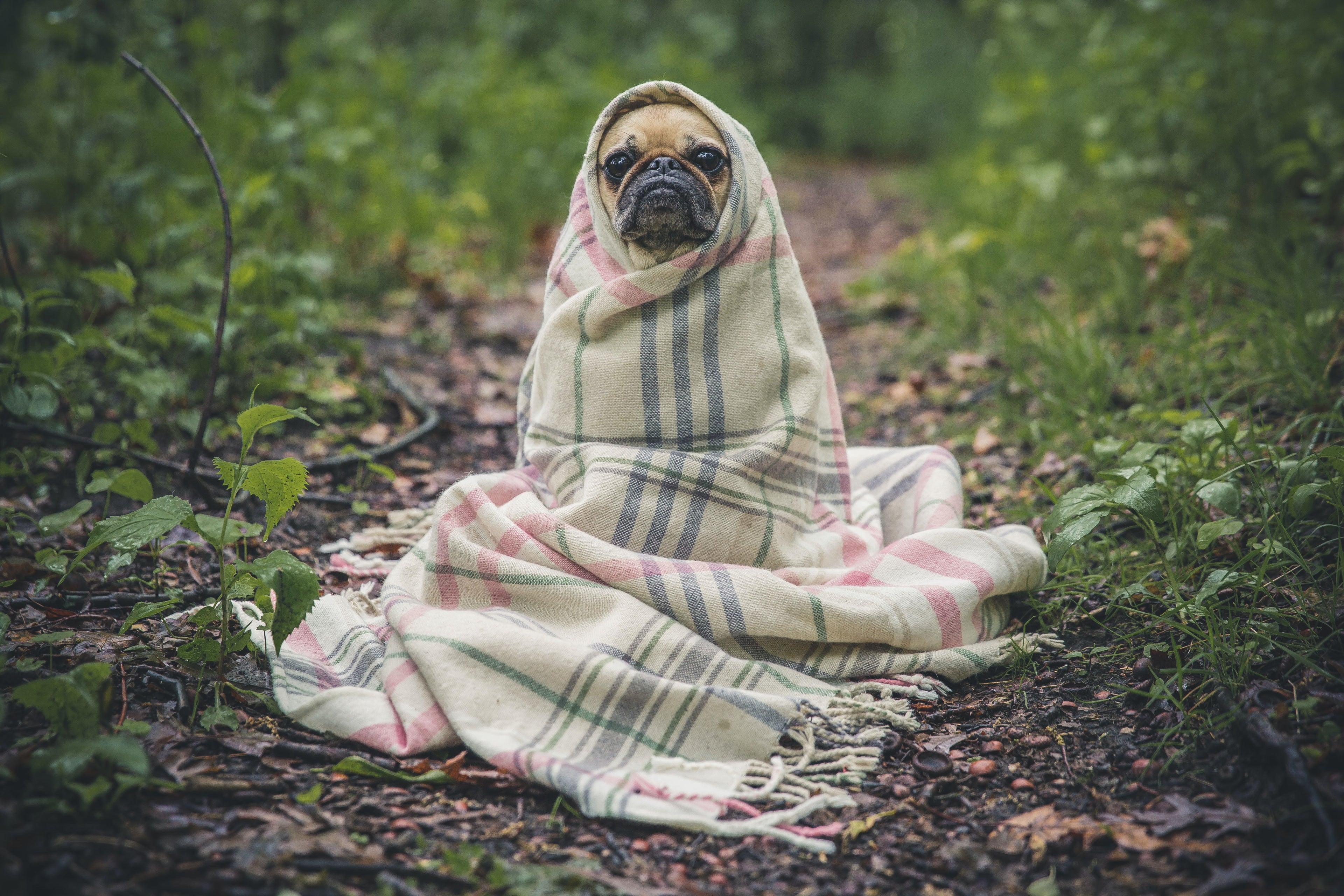 Anxiety in Dogs