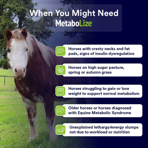 MetaboLize