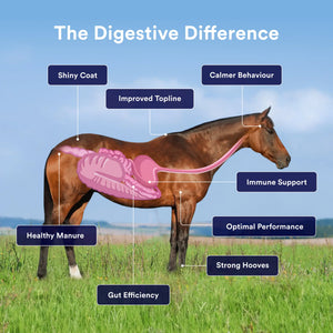Choosing the right gut health supplement