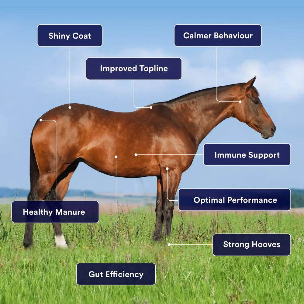 Choosing the right gut health supplement