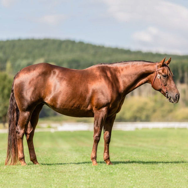 Daily Balance - Poseidon Animal Health